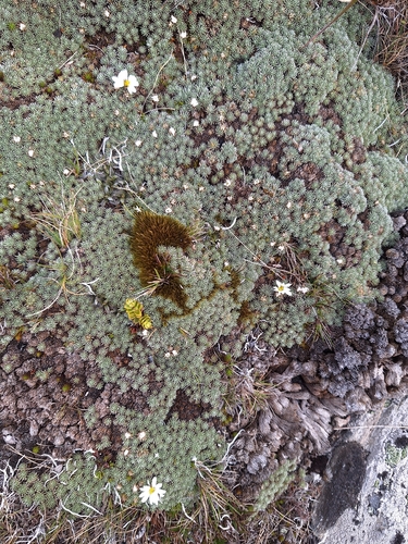 Celmisia argentea, photograph 4