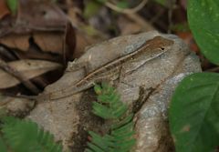 Anolis homolechis