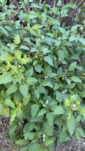 iNaturalist observation photo of black nightshade