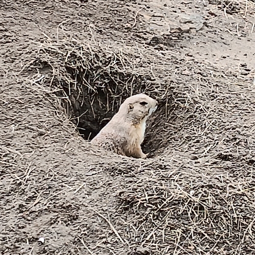 Black-tailed Prairie Dog observed by zeroyeti