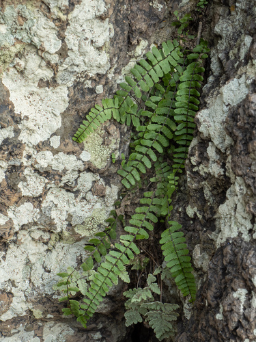 Palmer's spleenwort (Asplenium palmeri)
