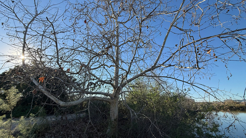 iNaturalist observation photo of western sycamore