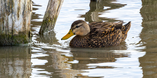 Mottled Duck (Anas fulvigula), photo 8
