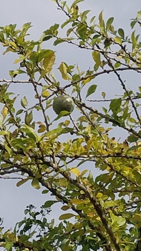 Crescentia cujete