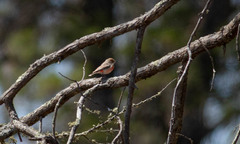 Epthianura tricolor