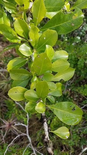 Crescentia cujete