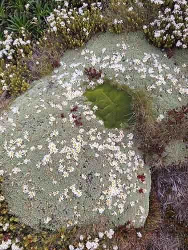 Celmisia argentea, photograph 1