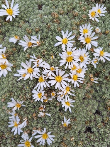 Celmisia argentea, photograph 2