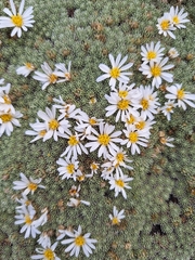 Celmisia argentea, photograph (c) Heidi Meudt, some rights reserved (CC BY)