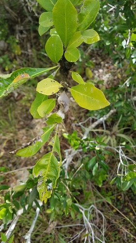 Crescentia cujete