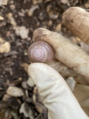 Helminthoglypta traskii