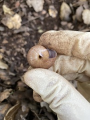 Helminthoglypta traskii