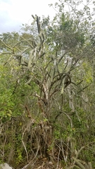 Leptocereus paniculatus
