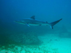 Carcharhinus obscurus