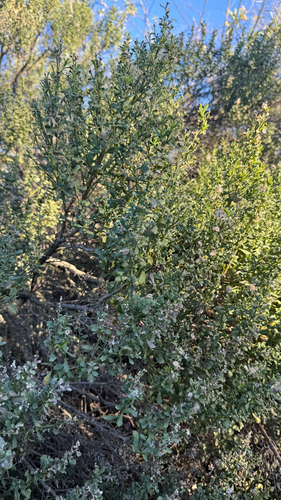 iNaturalist observation photo of coyote brush