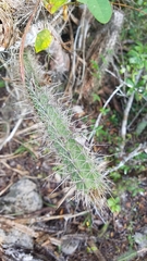 Leptocereus paniculatus