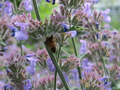 Apis mellifera