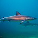 Dusky Shark - Photo (c) Richard Ling, some rights reserved (CC BY-NC-ND), uploaded by Richard Ling