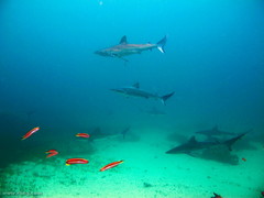 Carcharhinus obscurus