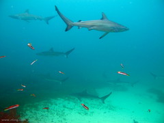 Carcharhinus obscurus