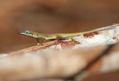 Anolis porcatus