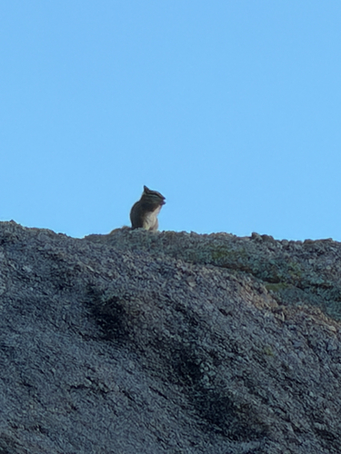 Cliff Chipmunk observed by dwmullins