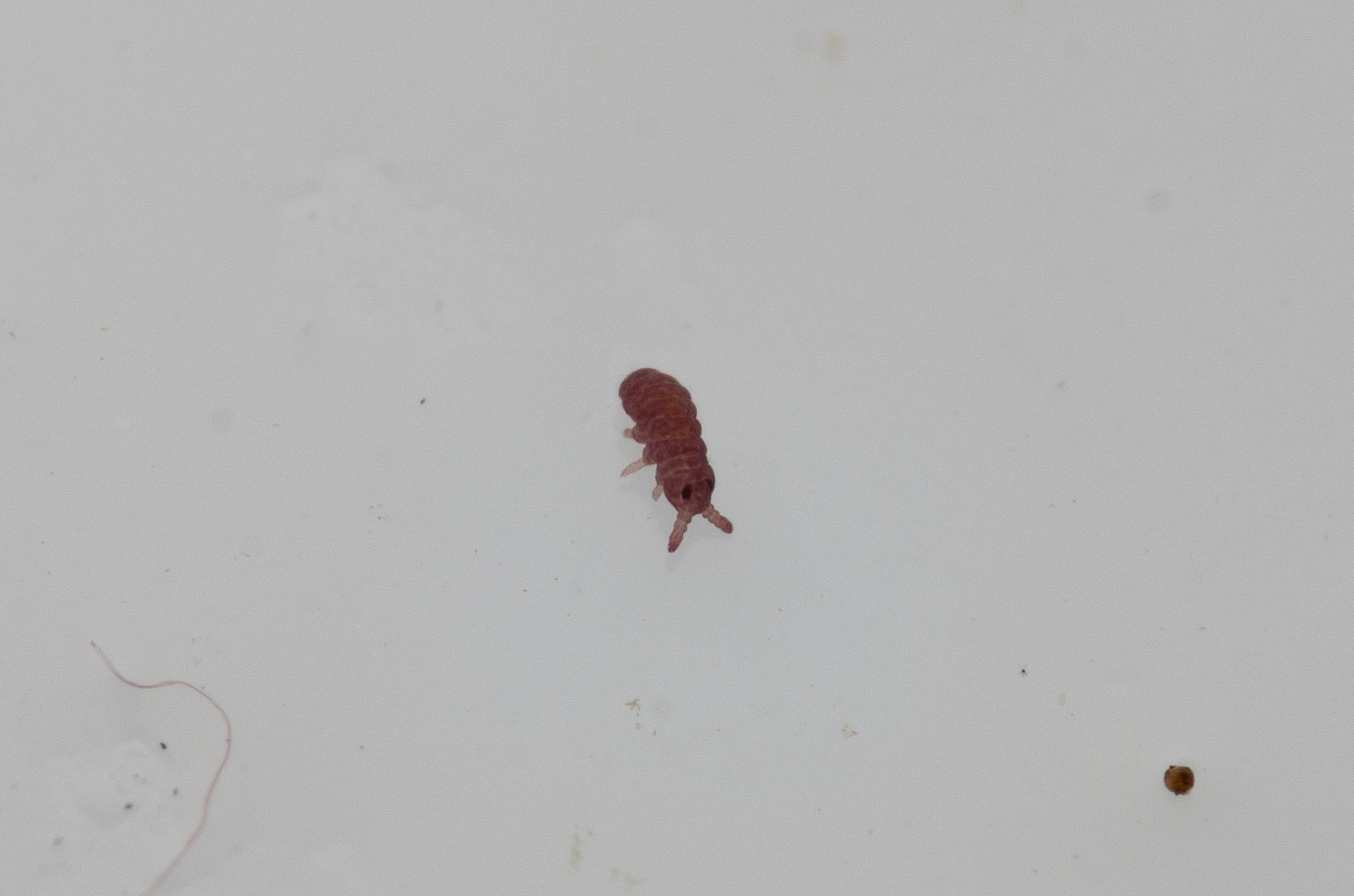 Brachystomella parvula (Schäffer, 1896)