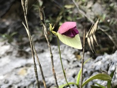Utricularia unifolia
