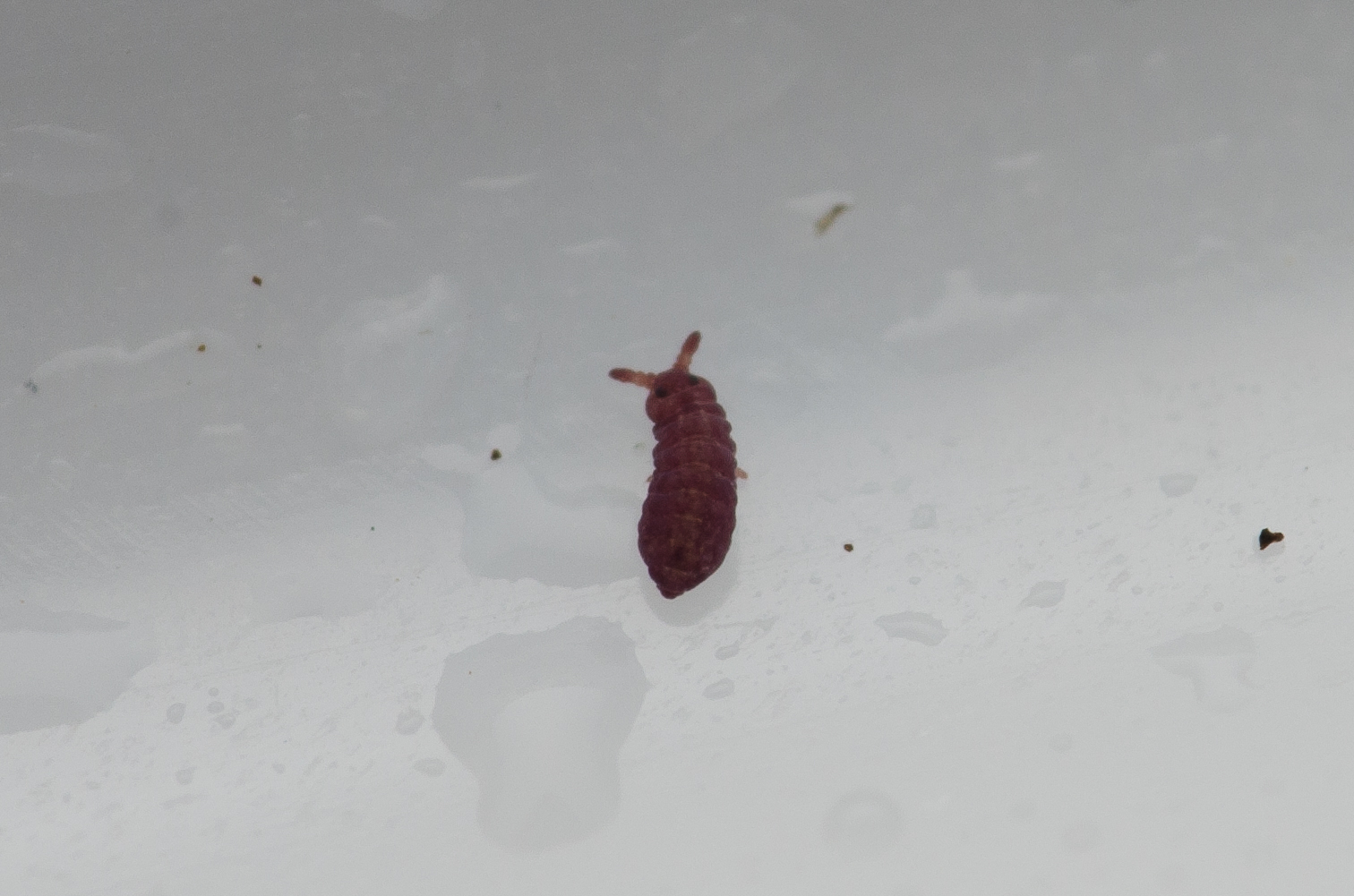Brachystomella parvula (Schäffer, 1896)