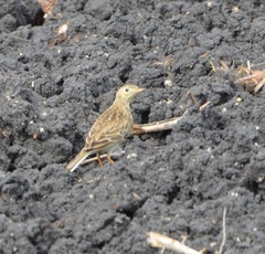 Anthus spragueii