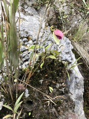 Utricularia unifolia