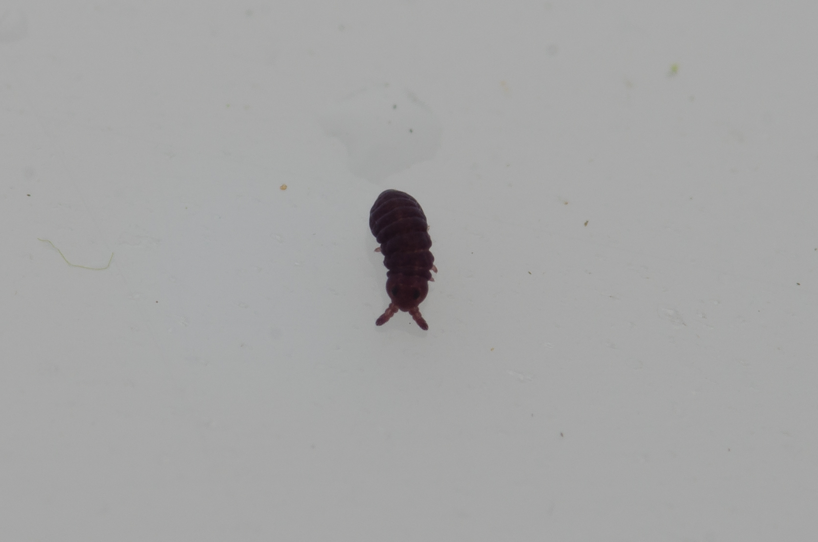 Brachystomella parvula (Schäffer, 1896)