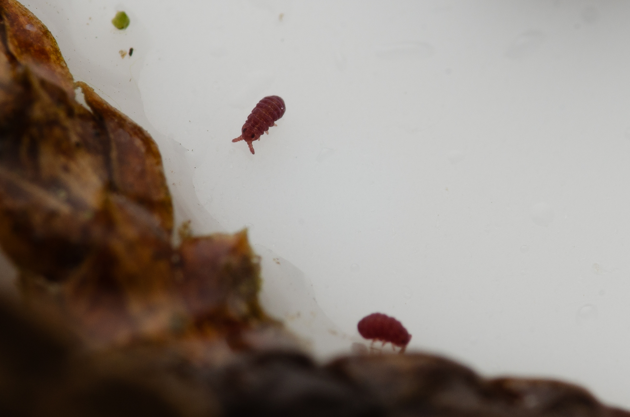 Brachystomella parvula (Schäffer, 1896)