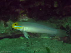 Valenciennea strigata