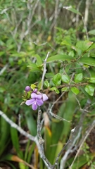 Oplonia