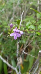 Oplonia