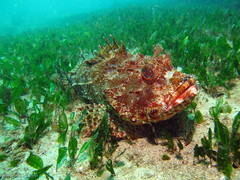 Halophila ovalis