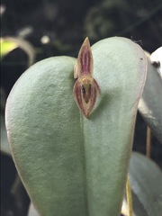 Pleurothallis matudana