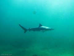 Carcharhinus obscurus