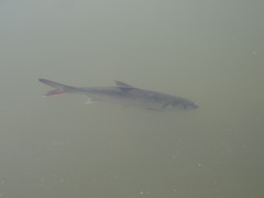 Megalops cyprinoides