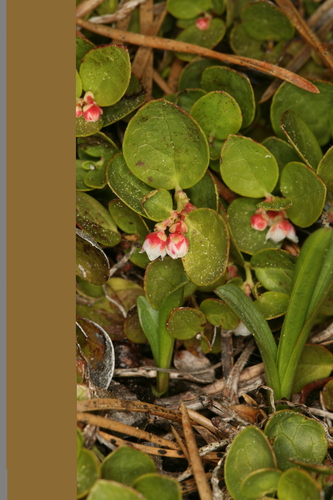 alpine wintergreen (Gaultheria humifusa)