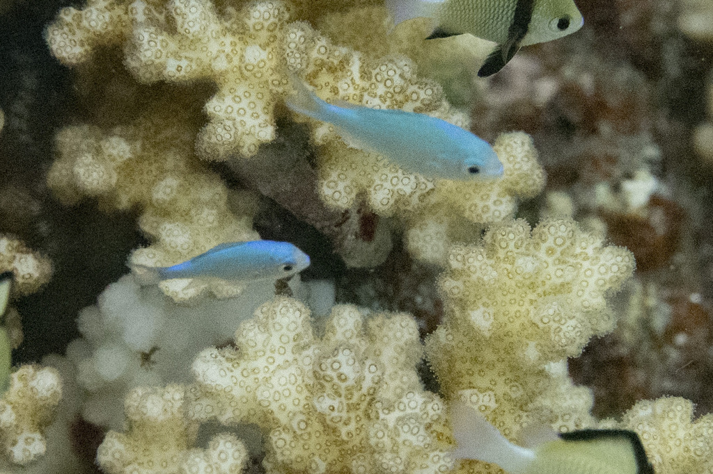 Blue green chromis (Chromis viridis) — Pomacentridae