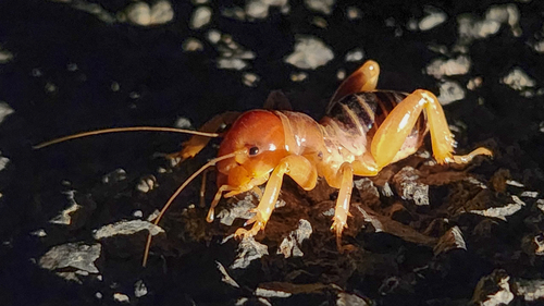 North American Jerusalem Crickets