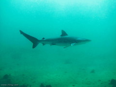 Carcharhinus obscurus