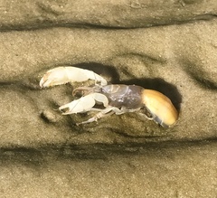 Callianassidae