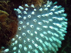 Polycitor giganteus