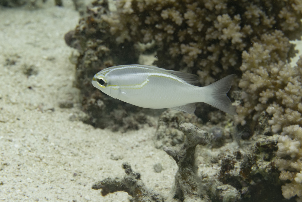 Monocle bream (Scolopsis trilineata) — Nemipteridae
