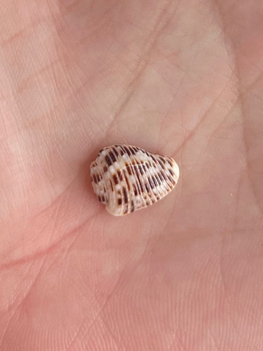 Merchant Dove Shell (Columbella mercatoria)