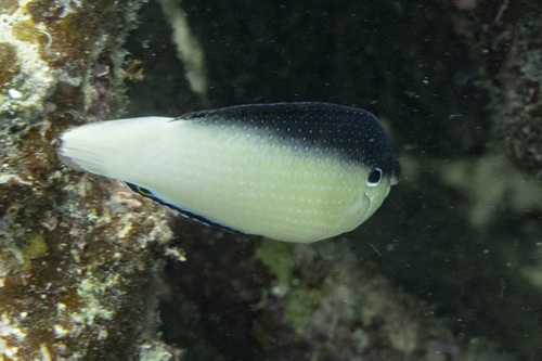 Blackback wrasse (Anampses neoguinaicus) — Labridae