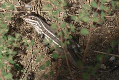 Leiocephalus cubensis
